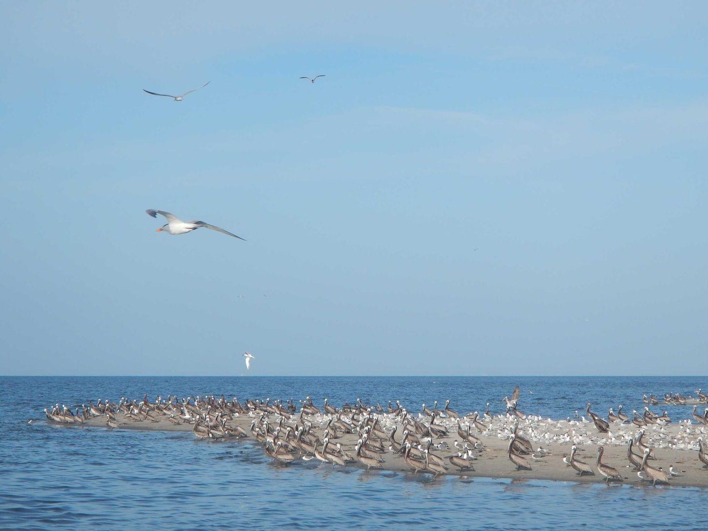 Happy Endangered Species Day!