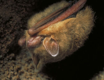 Indiana bat hanging upside down with open eyes