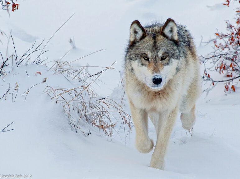 A gray wolf walks through snowy terrain, looking directly at the camera. Sparse dry grasses and small shrubs are visible amid the snow.