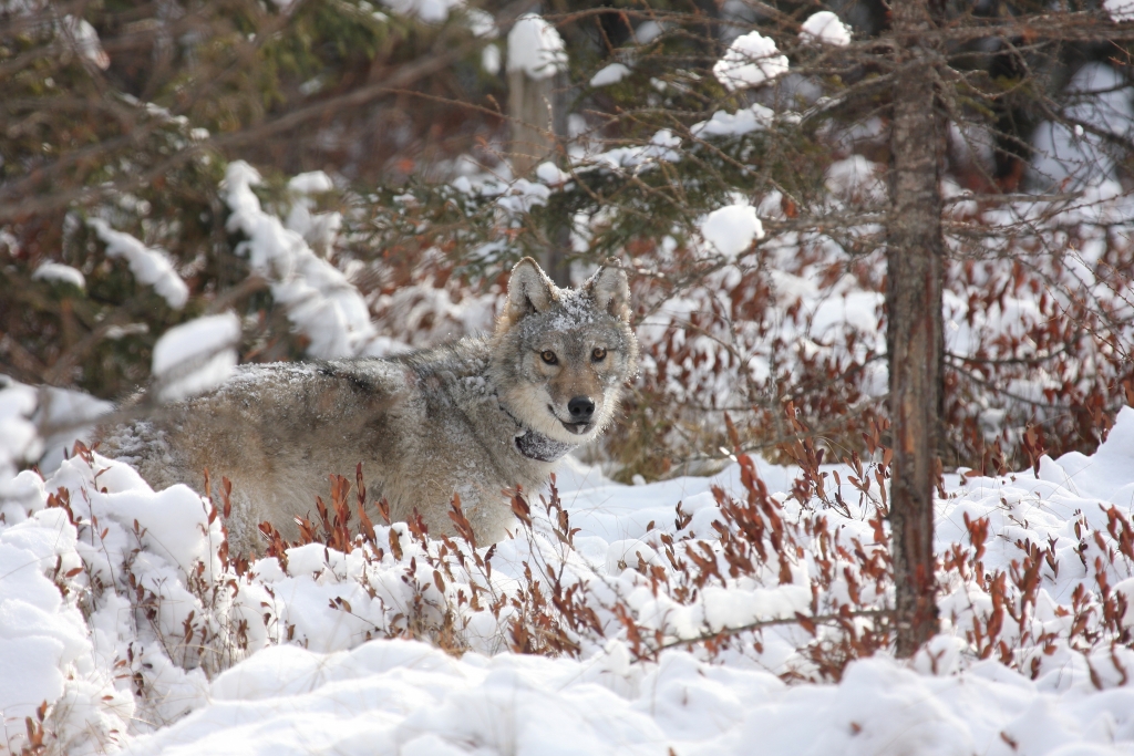 Conservation Groups Sue Wisconsin Natural Resources Board to Stop Illegal November Wolf Hunt