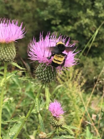 American bumblemee on tall thistle plant