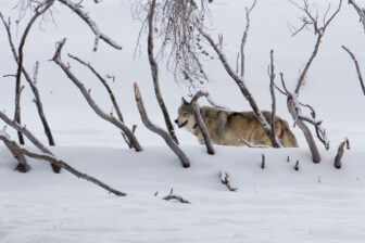 Gray wolf stands behind thicket of trees in a snowy landscape in the Northern Rockies