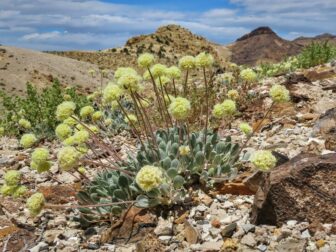 Tiehm's buckwheat