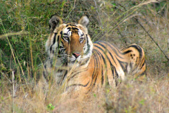 Portrait of Royal Bengal Tiger in Bandhavgarh National Park, Madhya Pradeh, India