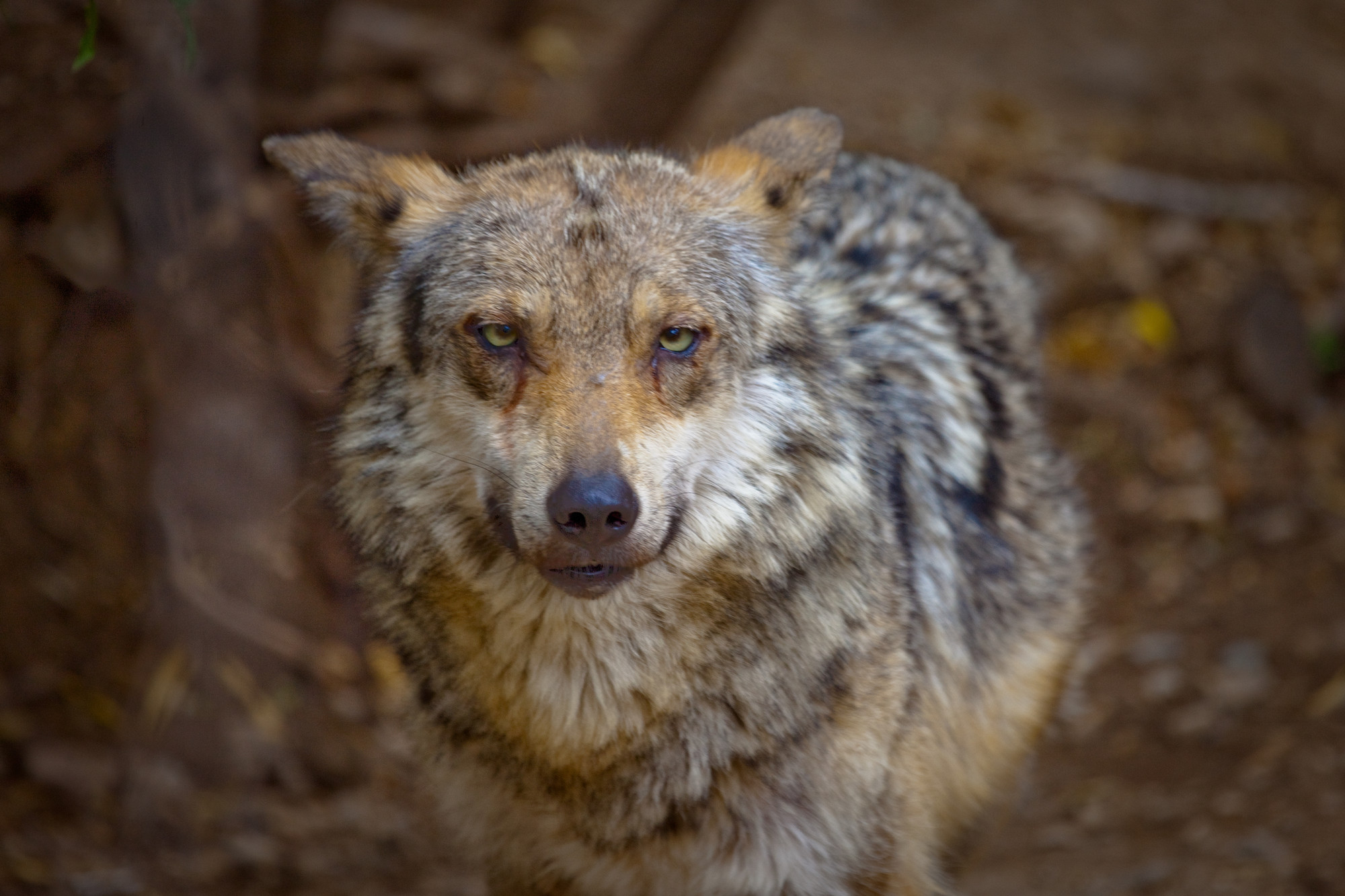 Update: Secretary of Interior  Haaland opts out of receiving historic wolf treaty from a Tribal delegation for the second time in a month