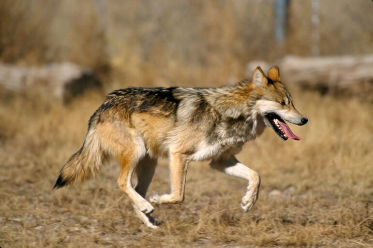 Mexican gray wolf running to viewer's right