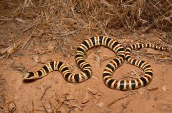 Tucson Shovel-Nosed Snake