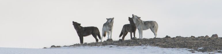 Wolf pack howling while standing on snow covered hill