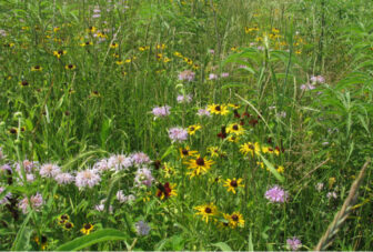 Grassland with flowers in sunny light