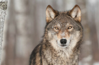 Gray wolf looking happy in wooded landscape