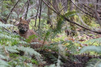 Bobcat in wooded, leafy forest area