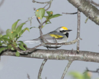 Golden winged warbler on tree branch against blue gray sky