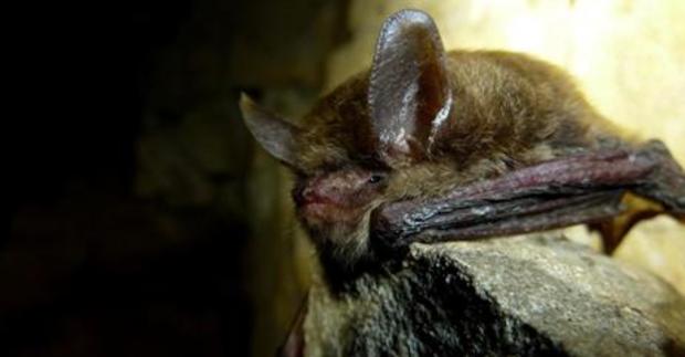 Northern Long-Eared Bats Proposed for Endangered Species Protection