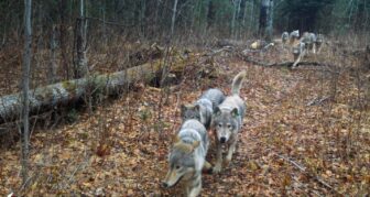 Wolf pack traveling on a path through wooded landscape