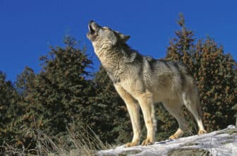 Gray wolf on clif against wooded backdrop and blue sky howling