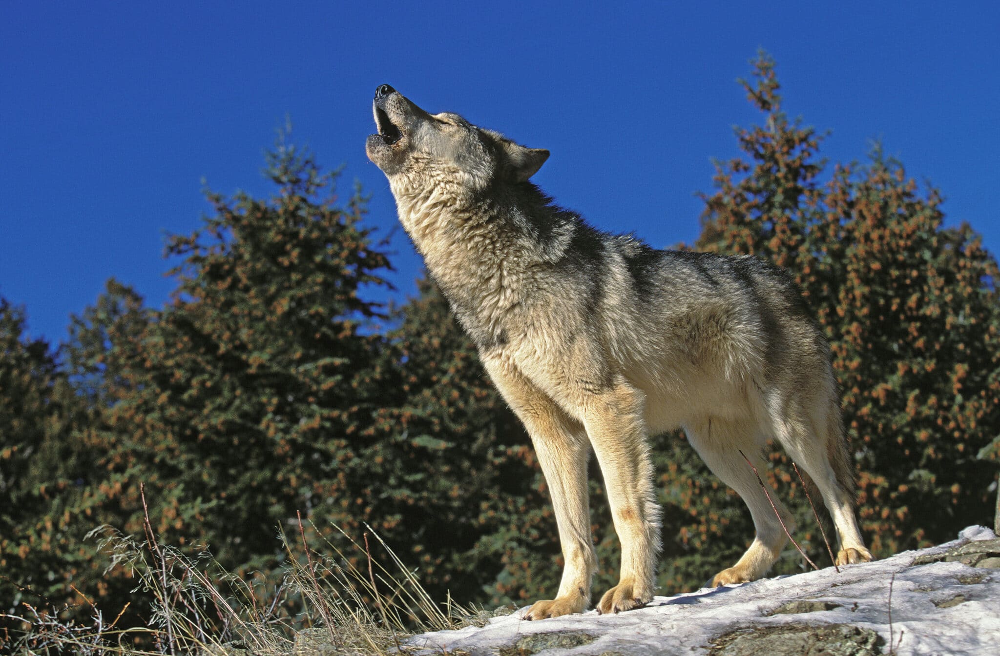 why is the endangered gray wolf