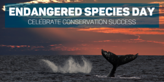 Whale breaching against sunset with Endangered Species Day text