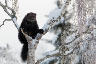 Wolverine,In,Birch,Tree,Snowy backdrop