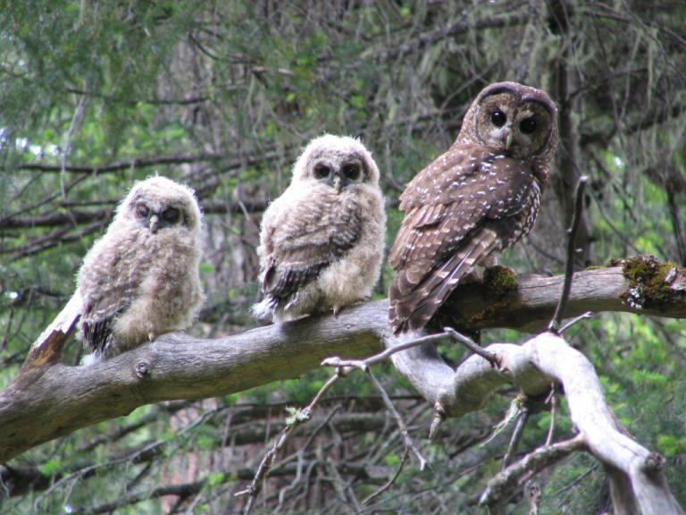 Federal court restores critical Endangered Species Act protections