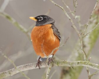 American robin perched on branch in wintery scene