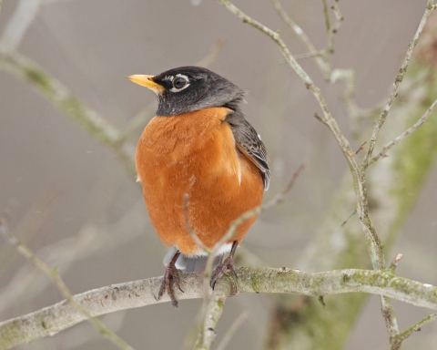 A Win for Birds: Court Upholds Bird-Friendly Building Ordinance in Wisconsin