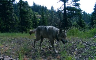 Wolf in wooded backdrop in the state of Washington