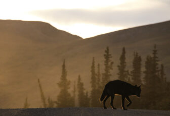 Wolf walking with tail down with low sun and mountains in background