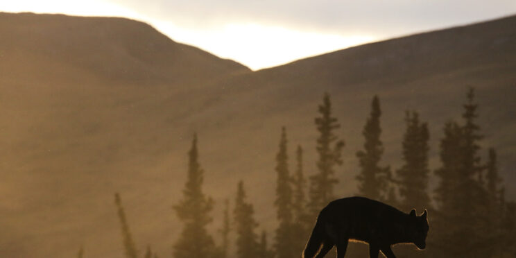 Wolf walking with tail down with low sun and mountains in background