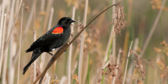 Red-winged Blackbird on a branch in a field during the day