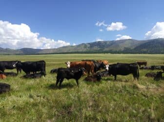 Cattle grazing in Valles Caldera National Preserve