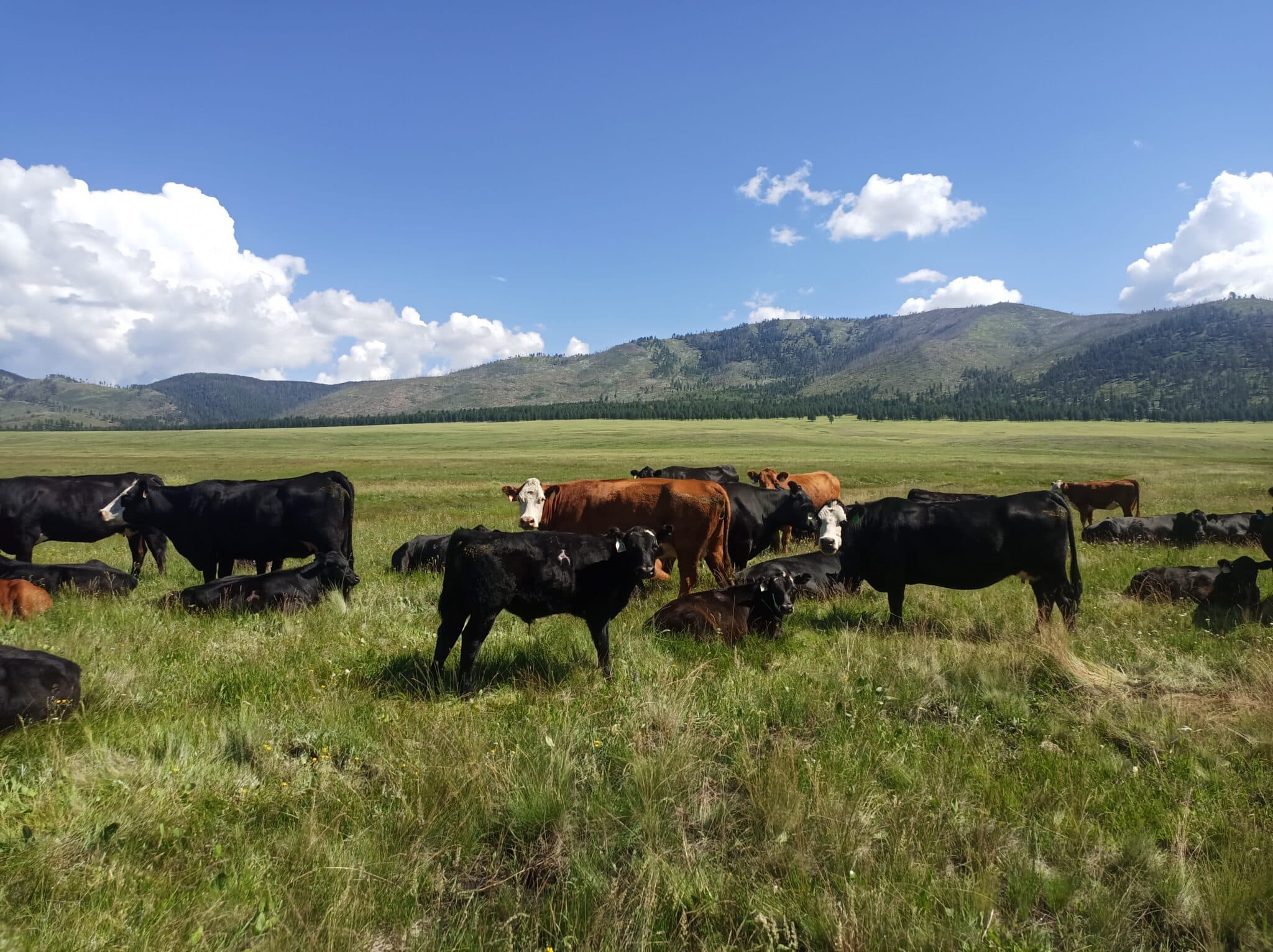 Conservation groups initiate legal action over trespass livestock grazing in Valles Caldera