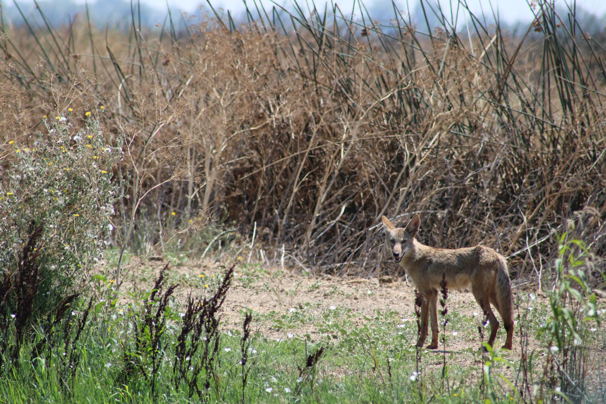 <strong>Conservation Groups Seek to Protect Mexican Gray Wolves by Listing Coyotes as Endangered in Parts of Arizona and New Mexico</strong>
