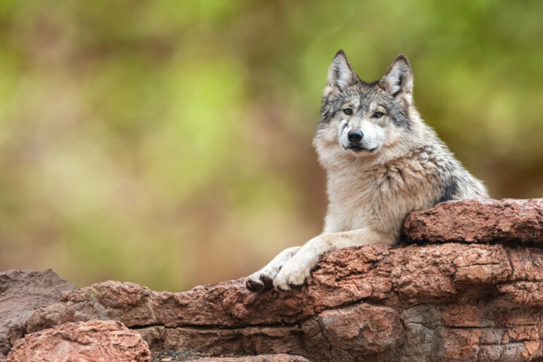 A gray wolf lies on reddish-brown rocks, looking alertly at the camera. The background is softly blurred with green and yellow hues, highlighting the wolf’s fur and relaxed posture.