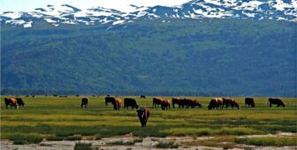 Cattle grazing on green pasture against snowy mountain backdrop