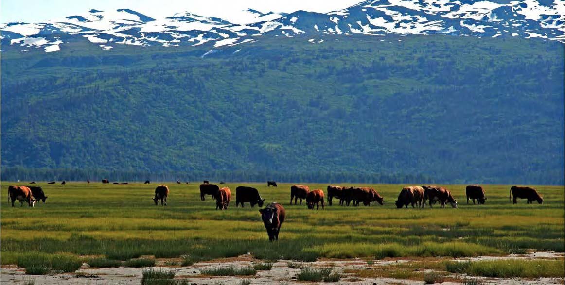 WildEarth Guardians to Forest Service: Stop allowing killing of tens of thousands of native carnivores