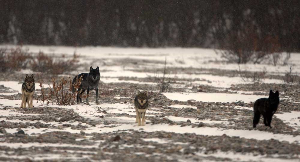 <strong>Court refuses to limit Montana’s unscientific wolf hunting and trapping season</strong>