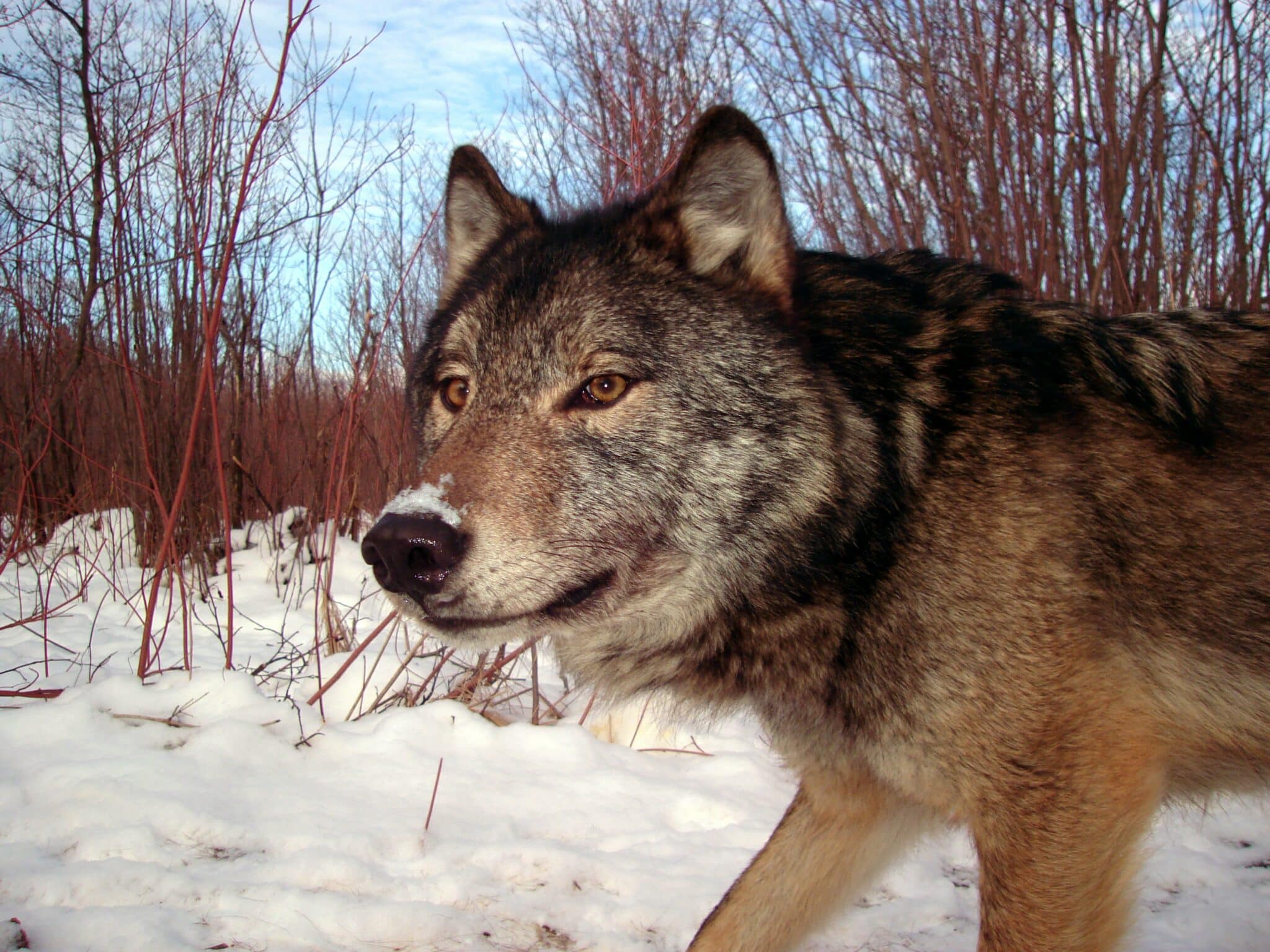 Court Docket Grants Momentary Reprieve For Montana s Wolves Street How