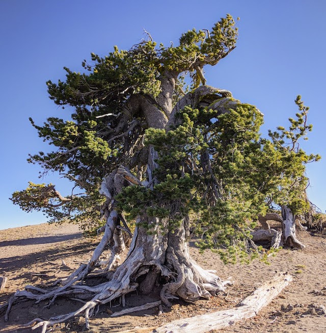 Whitebark pine trees added to Endangered Species list as 'threatened' –  Daily Montanan