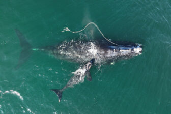 Aerial view of a large North Atlantic right whale entangled in rope swimming with a smaller whale, possibly its calf, in greenish ocean water. The rope is draped over the whales back and trailing behind it.