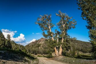 Image Credit: Quinn Lowrey/QLCeramics Whitebark pine near the Mt. Rose Wilderness Area in northern Nevada