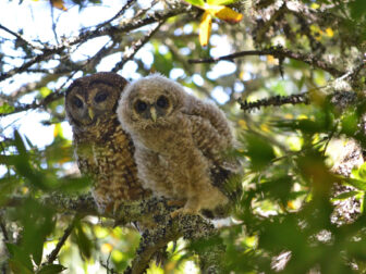 Owls in tree facing viewer against clear sky