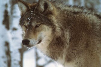 Closeup of gray wolf against snowy backdrop