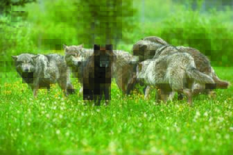 Pack of gray wolves standing on green grassy land with one wolf looking directly at viewer