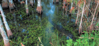 Crocodile in the wooded swamp water in Everglades in Florida. Photo credit NPS.