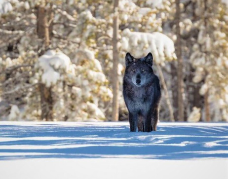 Study: National Park wolves suffer major disruption from killing outside boundaries