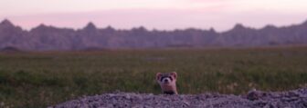 Black-footed ferret