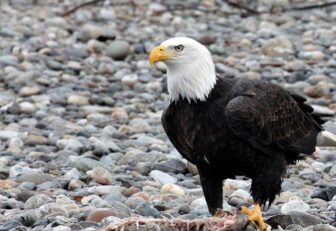 Bald eagle on rocky landscape