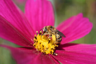 Long horned bee on flower credit Sara Morris