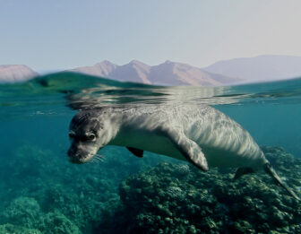 Hawaiian Monk Seal swimming in clear water. Credit NOAA/E Lyman