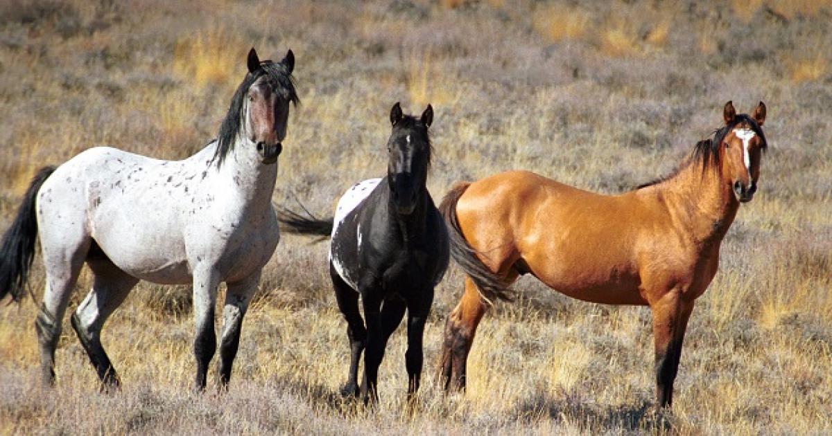 Groups file lawsuit challenging Red Desert wild horse plan